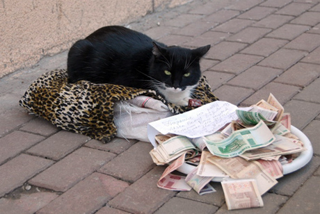 Street cat Belarus Street Moggy