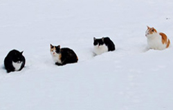 cute cat