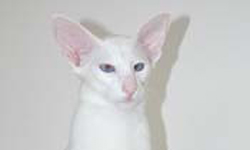 cute cat