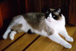 cute cat