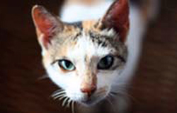 cute cat