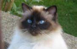 cute cat