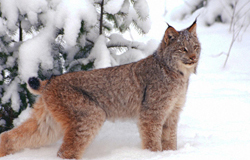 tough moggy lynx
