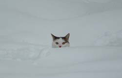 cute cat