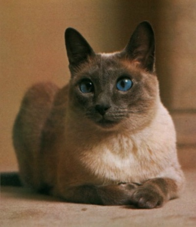Siamese Cat
