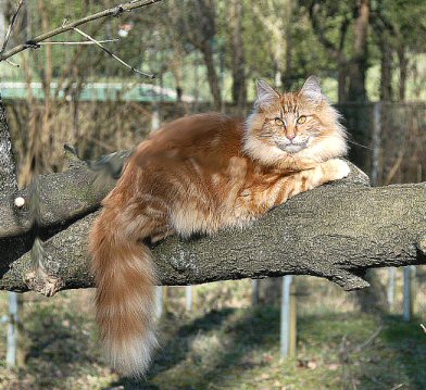 Norwegian Forest Cat.