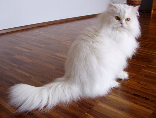 A Persian cat without an
