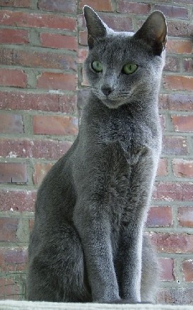 A Stately Russian Blue ~ image