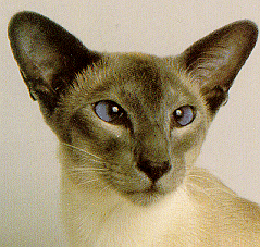 Siamese