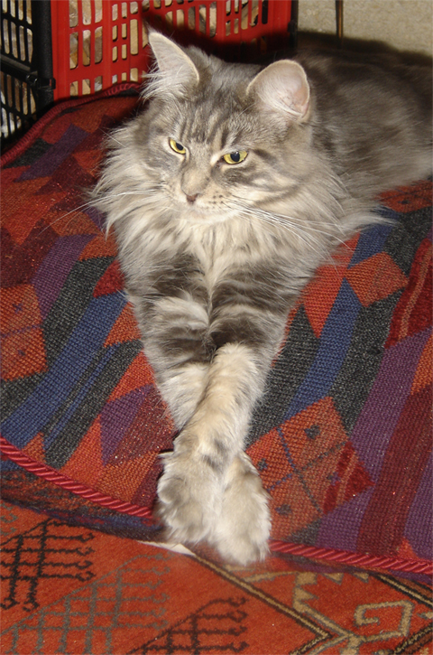 Chanel Cat Chanel