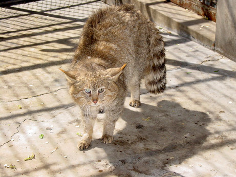 Chinese mountain cat in captivity