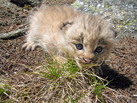 lynx kittens photograph