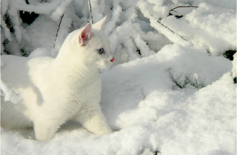 White Cat Photograph
