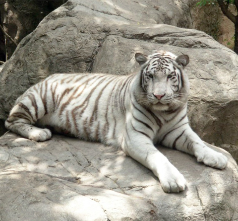 white tiger image