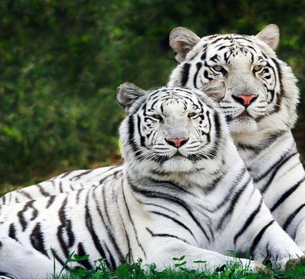 white bengal tigers