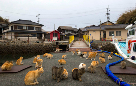 Aoshima Cat Island