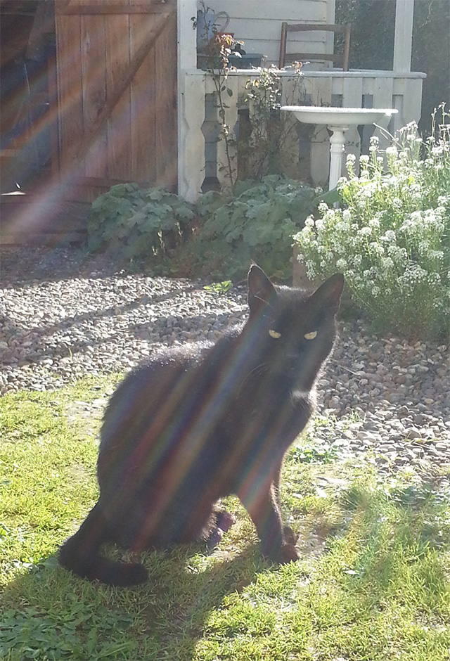 Blackie the cat in the sunshine