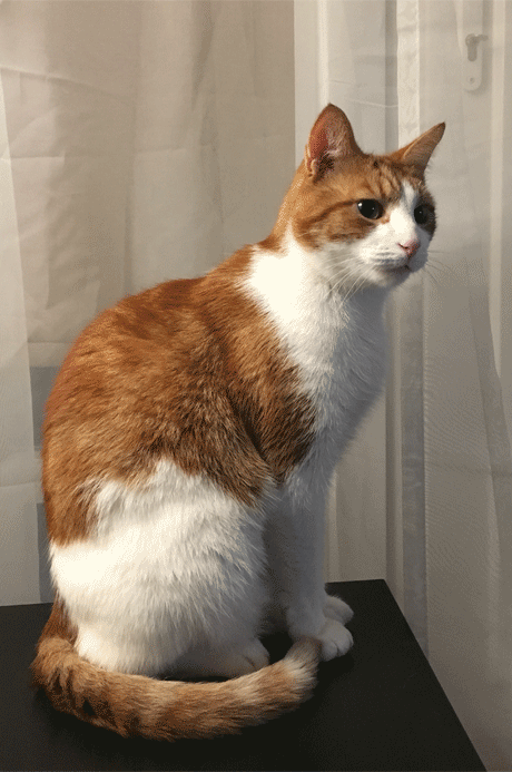 carrot the cat, is our cat of the month