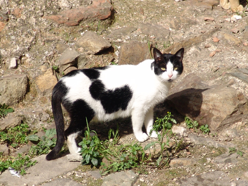 A Stray cat from the Greek Island of Thassos