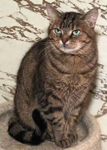 American Shorthair