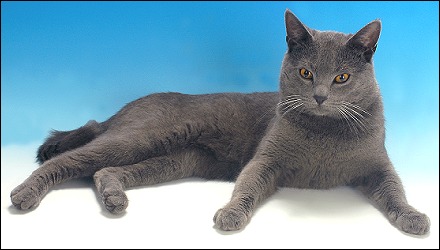 Chartreux