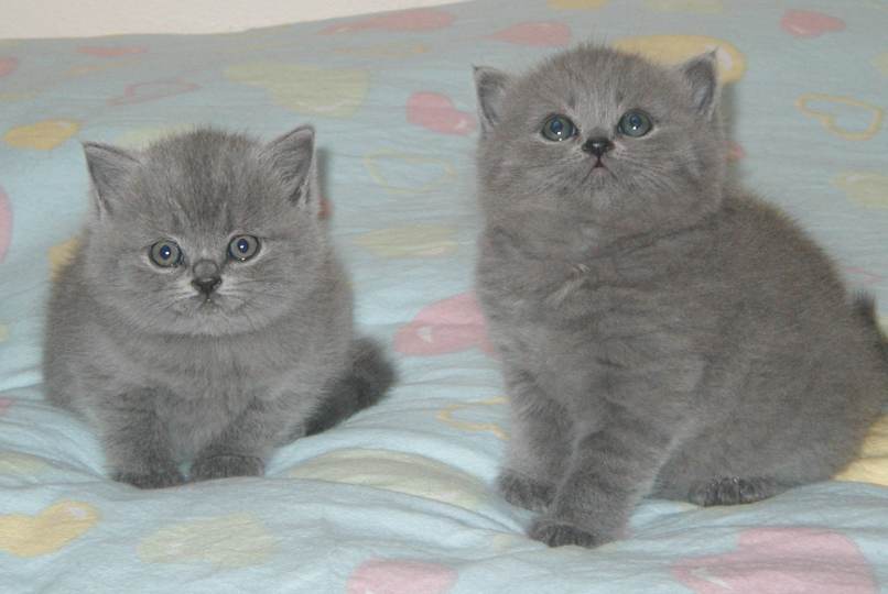 Cute Kittens