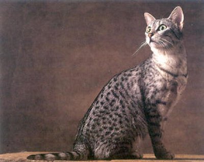 Egyptian Mau