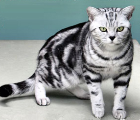 European shorthair