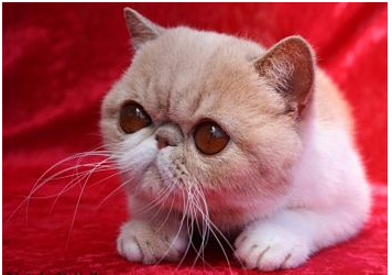 exotic shorthair cat