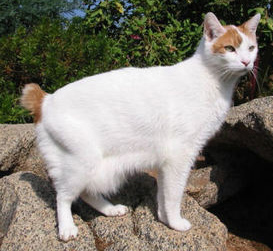 Japanese Bobtail