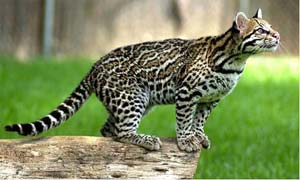 An Ocelot