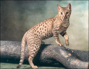 Ocicat