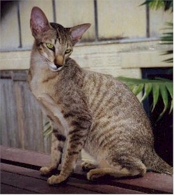 Oriental Shorthairs