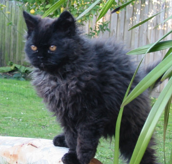 Selkirk Rex