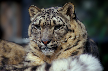 snowleopard