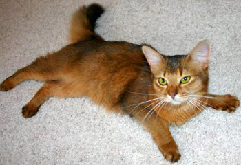 Somali long-haired Abyssinian cat