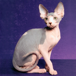 Sphynx