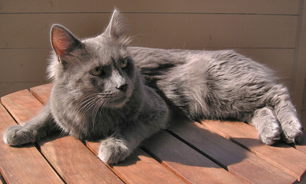 Turkish Angora