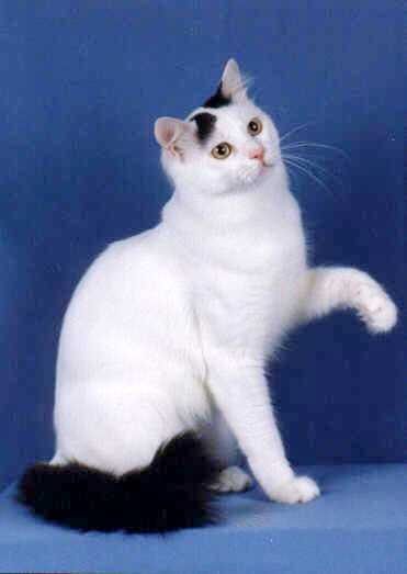 Turkish Van