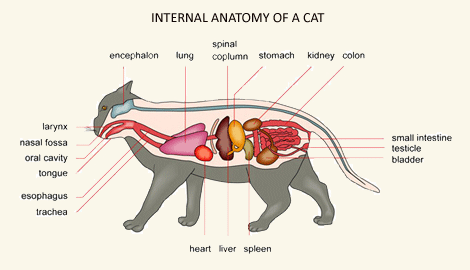 internal organs of a cat