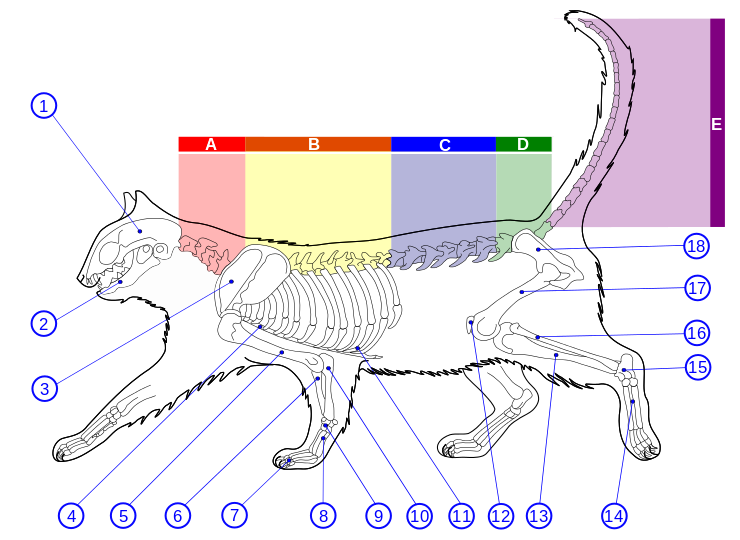 Skeletal Diagram of a Feline