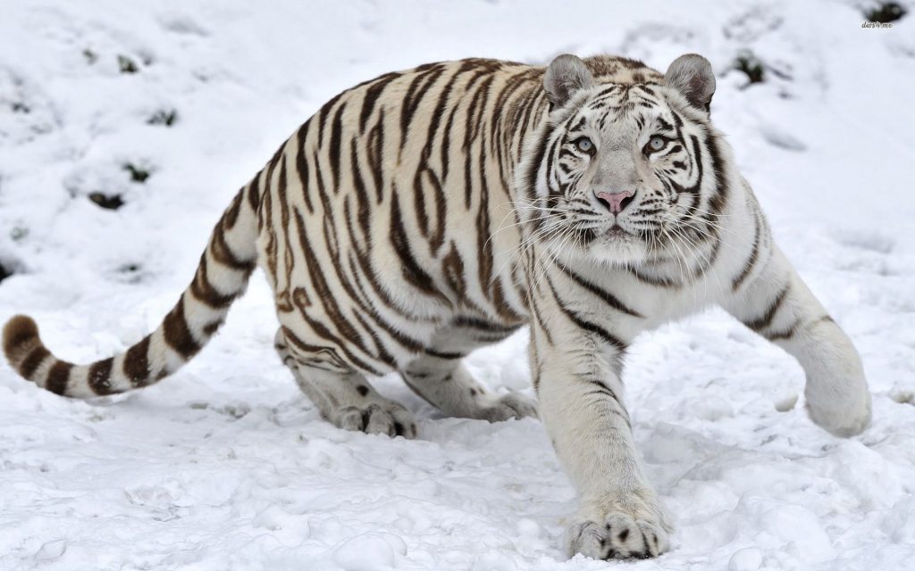 A Korean White Tiger