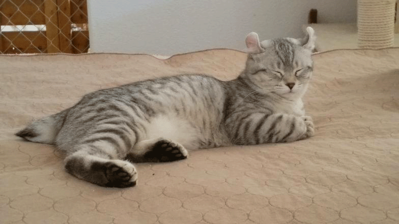 Arial - highlander cat