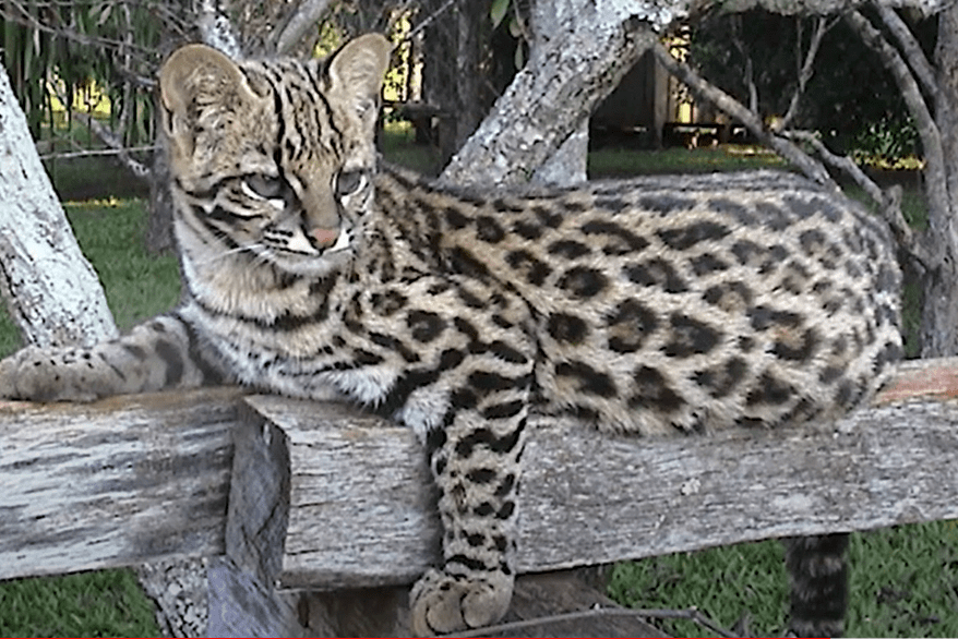 Southern Tiger Cat – moggyblog