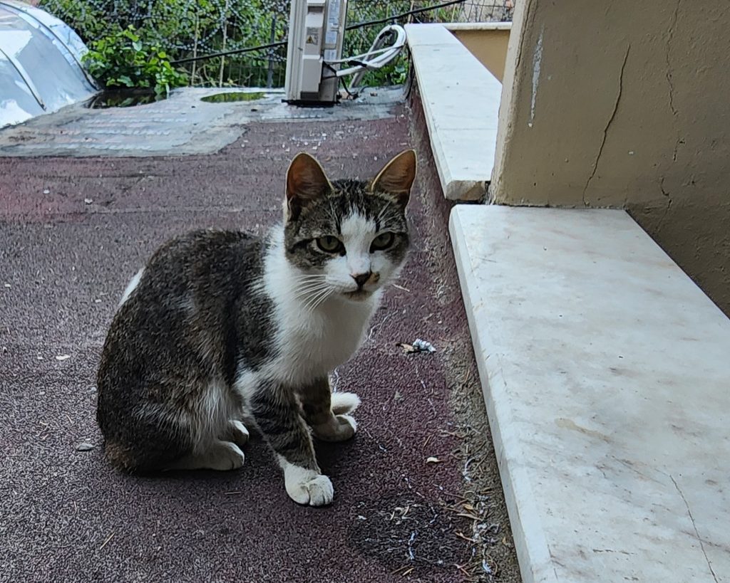 Istanbul cat 4