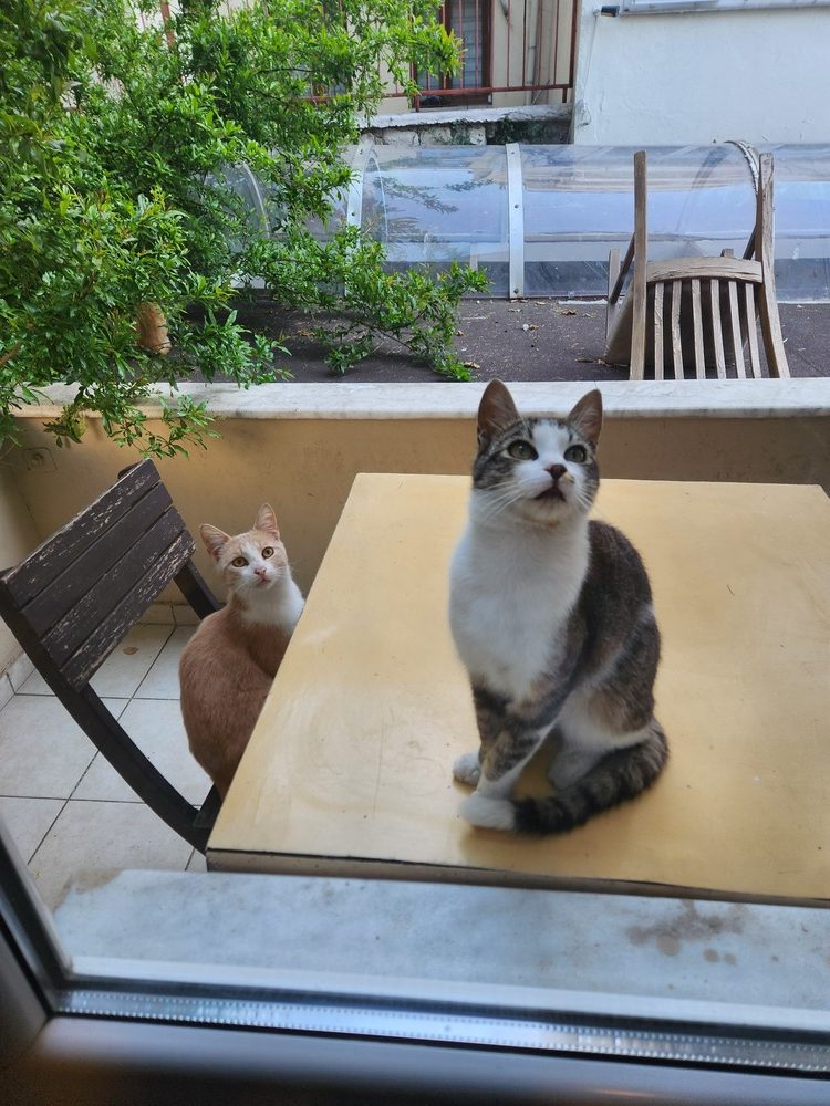 Istanbul cat 3