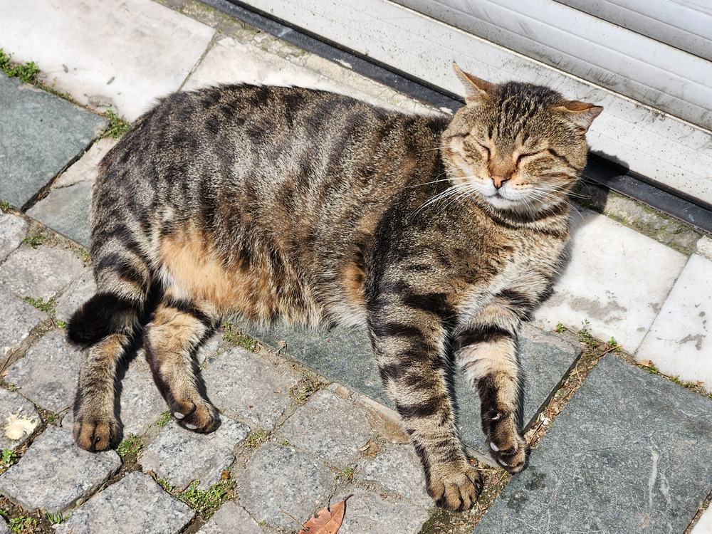A cat lounging comfortably in the warm midday sun