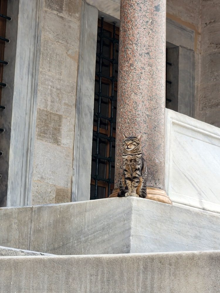 A cat posing at the Blue Mosque entrance steps