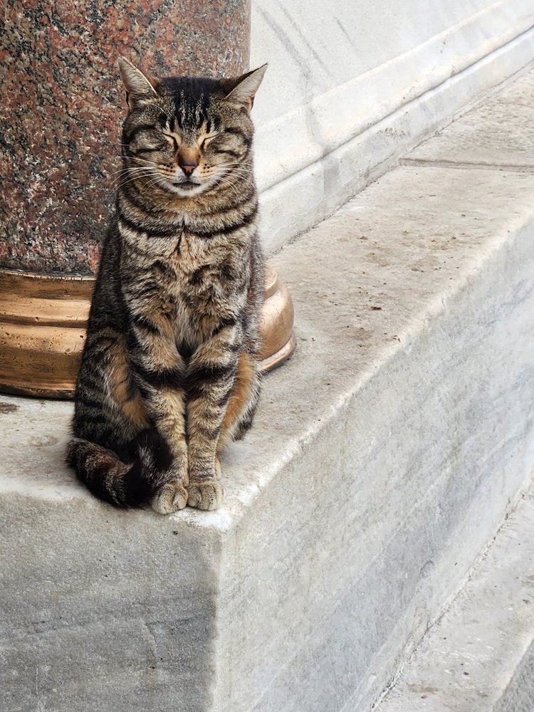 Close up of the moggy on the steps