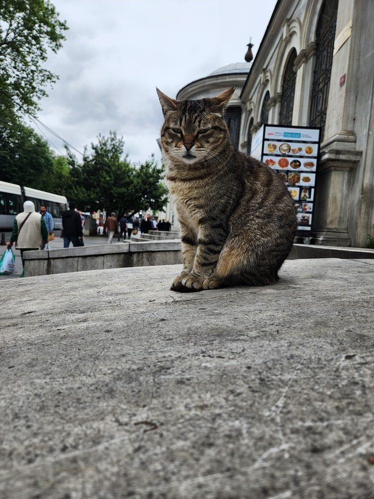 Another sleepy puss on the monument steps